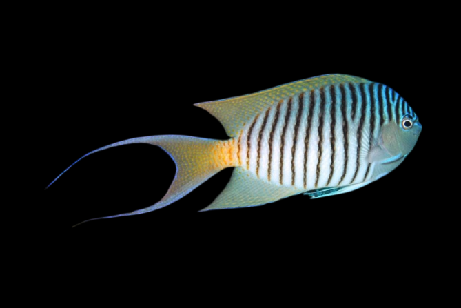 Red Sea Swallowtail Angelfish Male | Genicanthus caudovittatus