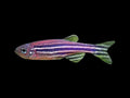 Zebra Danio