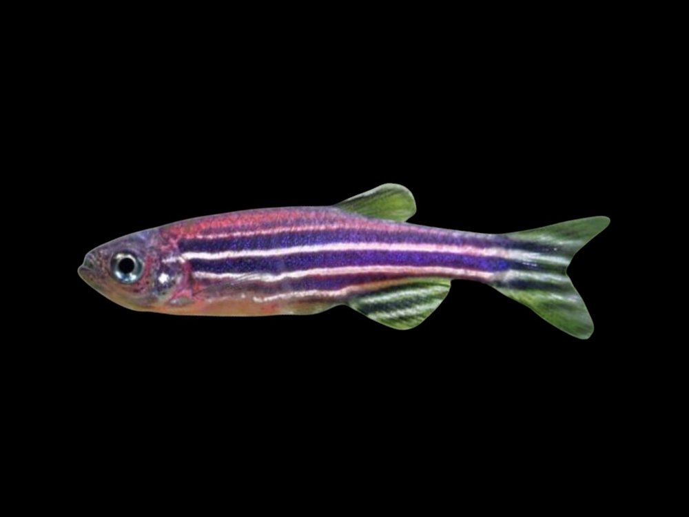 Zebra Danio
