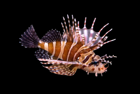 Zebra Lionfish | Dendrochirus zebra