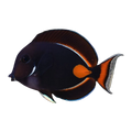 Achilles Tang | Acanthurus achilles