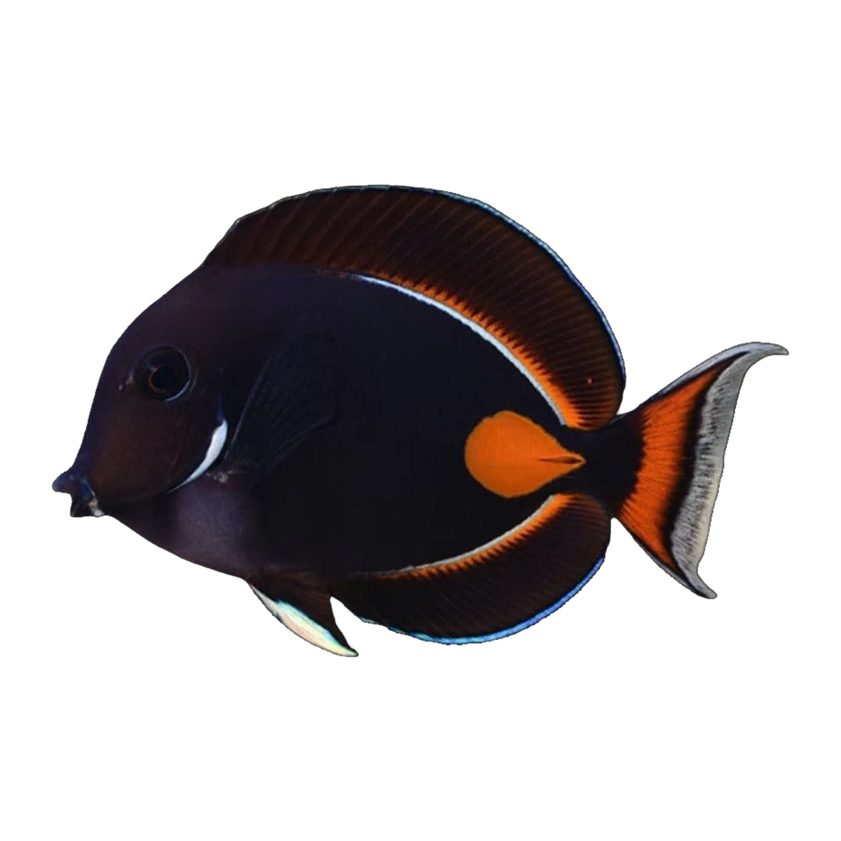 Achilles Tang | Acanthurus achilles
