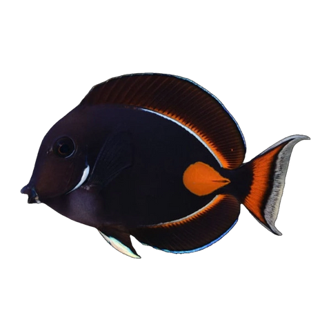 Achilles Tang | Acanthurus achilles