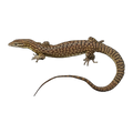 Ackie Monitor | Varanus acanthurus