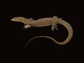 Ackie Monitor | Varanus acanthurus