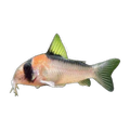 Adolfoi Corydoras | Hoplisoma adolfoi