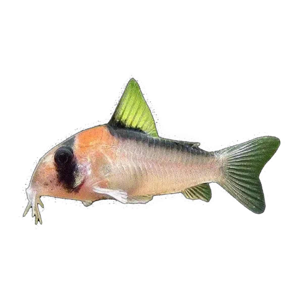 Adolfoi Corydoras | Hoplisoma adolfoi