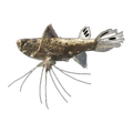African Butterfly Fish