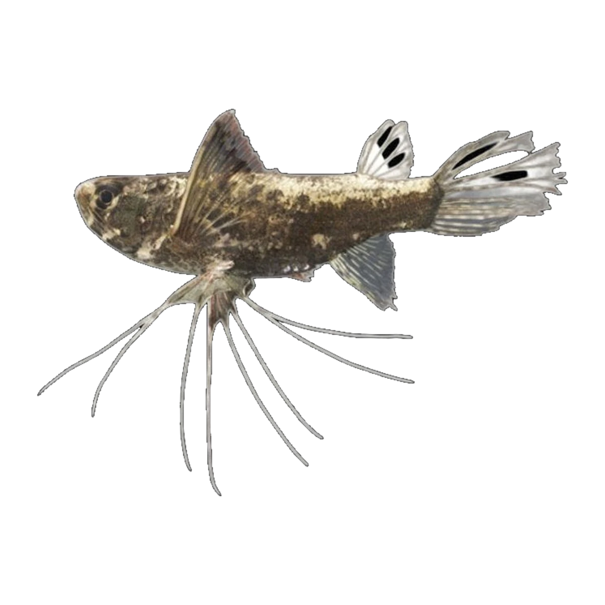 African Butterfly Fish