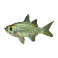 Agassiz's Glassfish (Ambassis agassizii), side profile facing right