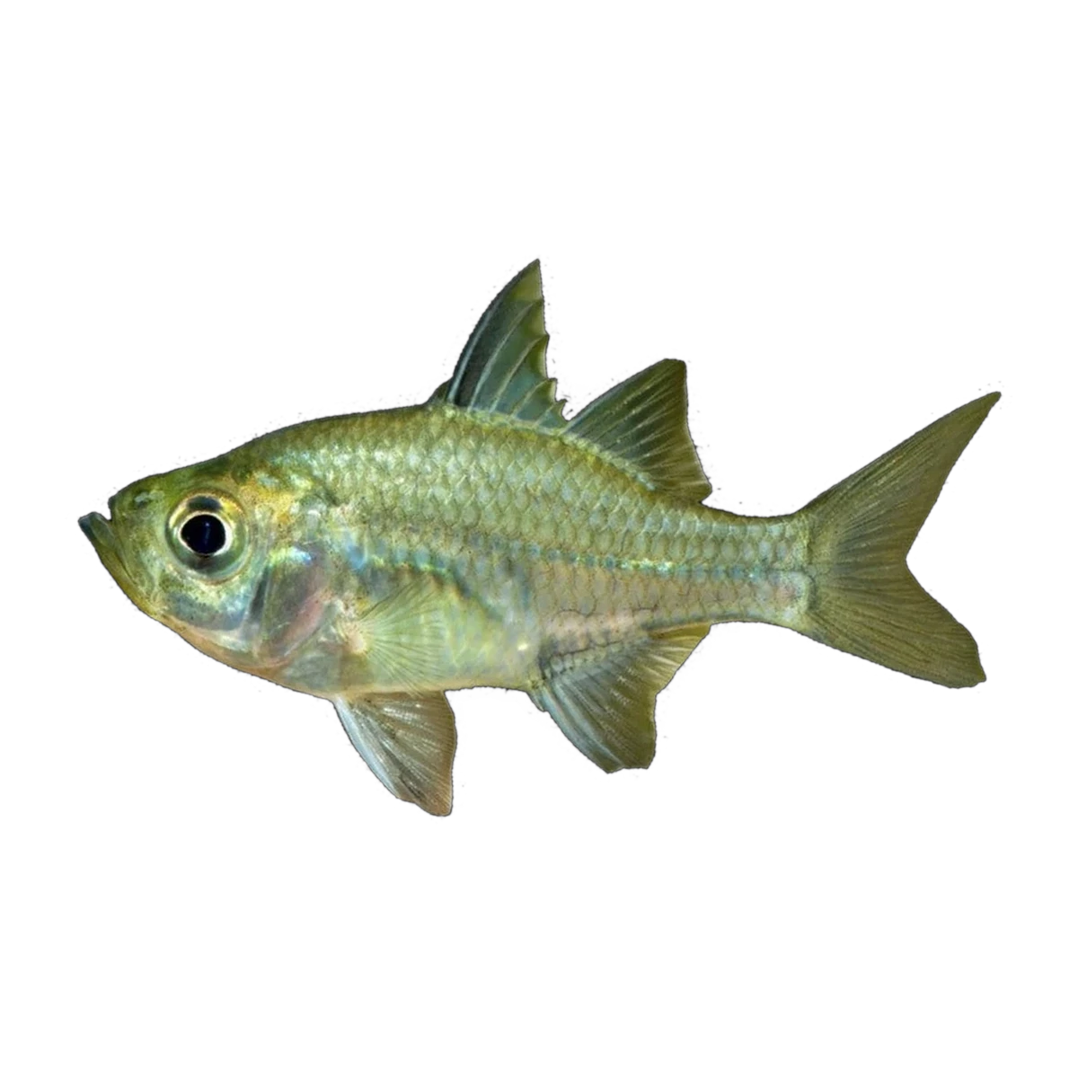 Agassiz's Glassfish (Ambassis agassizii), side profile facing right