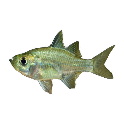 Agassiz's Glassfish (Ambassis agassizii), side profile facing right