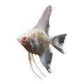 Albino Angelfish | Pterophyllum scalare