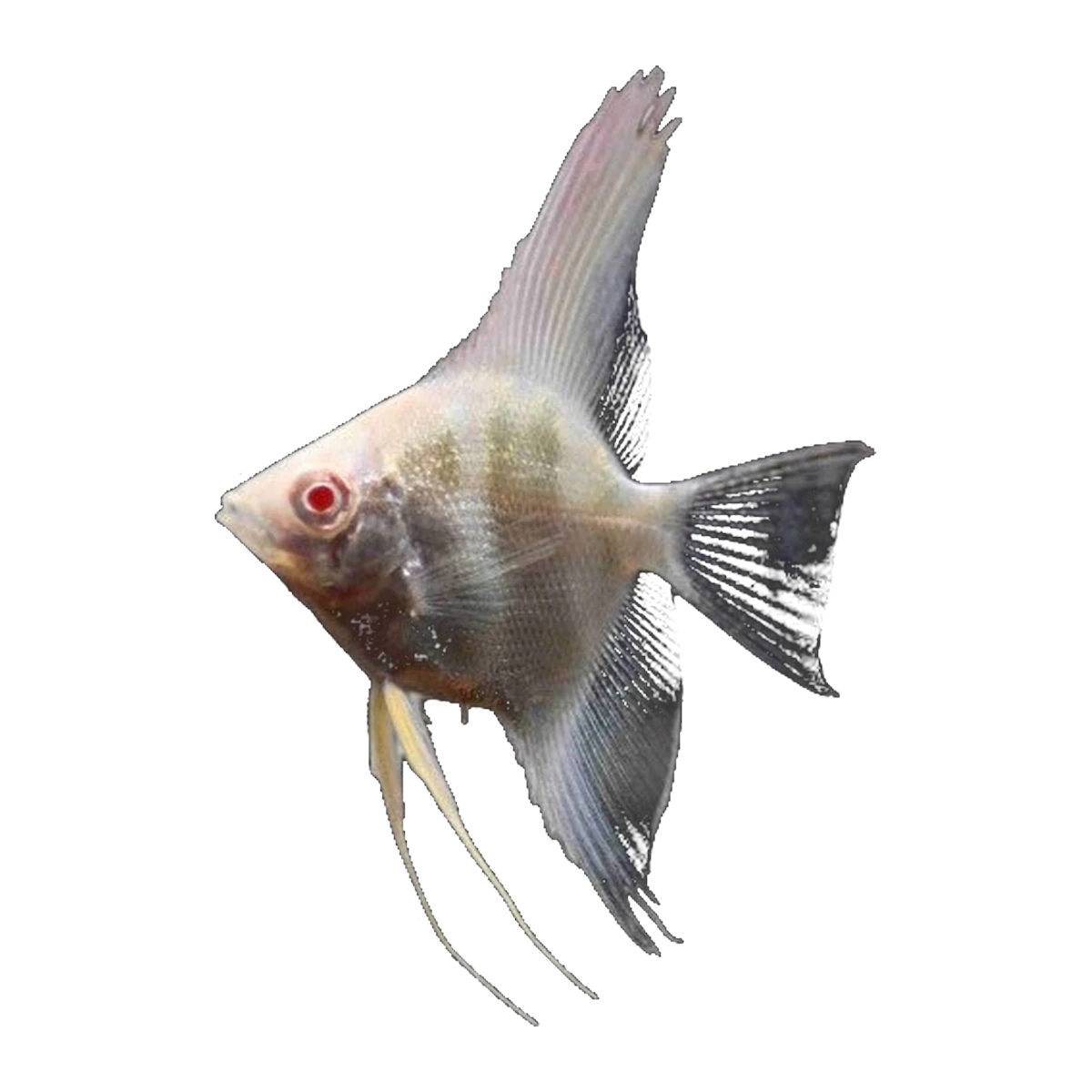 Albino Angelfish | Pterophyllum scalare