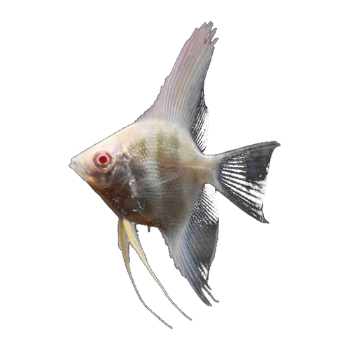Albino Angelfish | Pterophyllum scalare