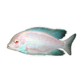 Albino Blue Dolphin Cichlid (Cyrtocara moorii), side profile facing right