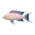 Albino Brichardi Cichlid – Neolamprologus brichardi