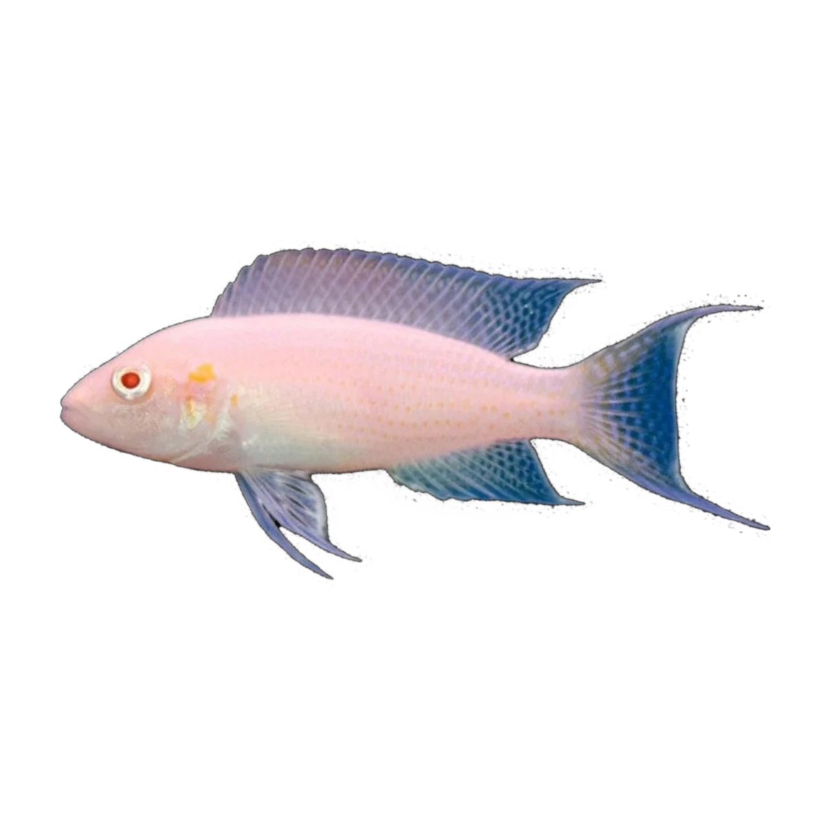Albino Brichardi Cichlid – Neolamprologus brichardi