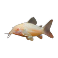 Albino Bronze Corydoras | Osteogaster aeneus