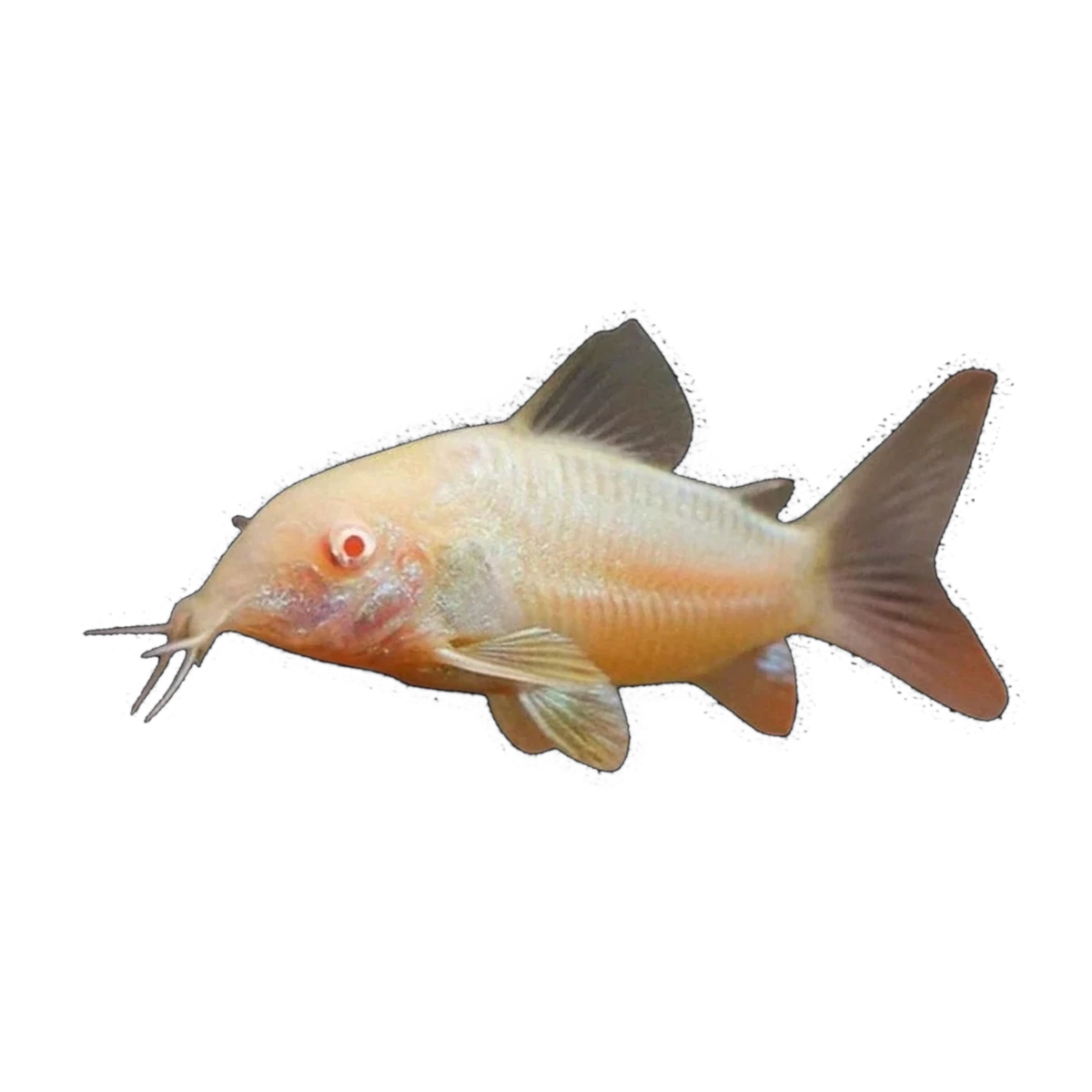 Albino Bronze Corydoras | Osteogaster aeneus