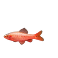Albino Cherry Barb