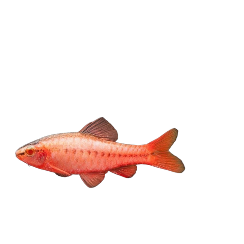 Albino Cherry Barb