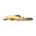 Albino Common Bristlenose | Ancistrus sp. 'Common'