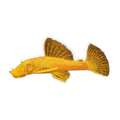 Albino Common Bristlenose Female | Ancistrus sp. 'Common'