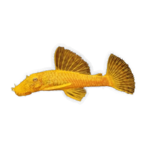 Albino Common Bristlenose Female | Ancistrus sp. 'Common'