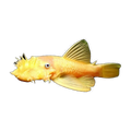 Albino Common Bristlenose Male | Ancistrus sp. 'Common'