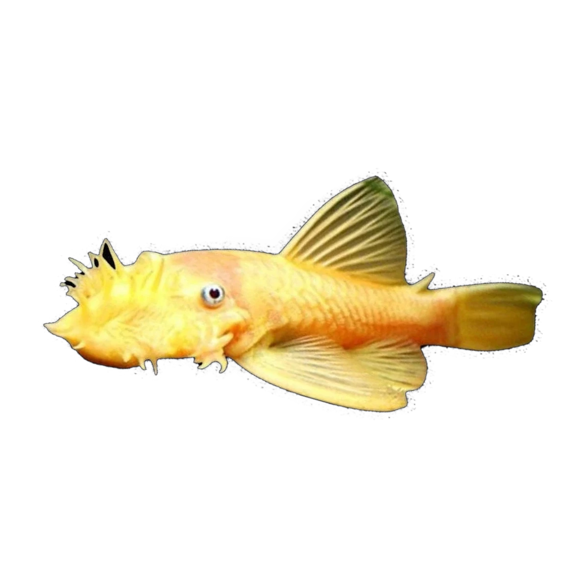 Albino Common Bristlenose Male | Ancistrus sp. 'Common'