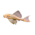 Albino Common Pleco | Hypostomus plecostomus