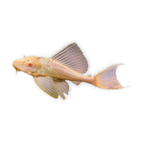 Albino Common Pleco | Hypostomus plecostomus