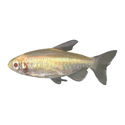 Albino Congo Tetra