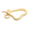 Albino Darwin Carpet Python | Morelia spilota variegata