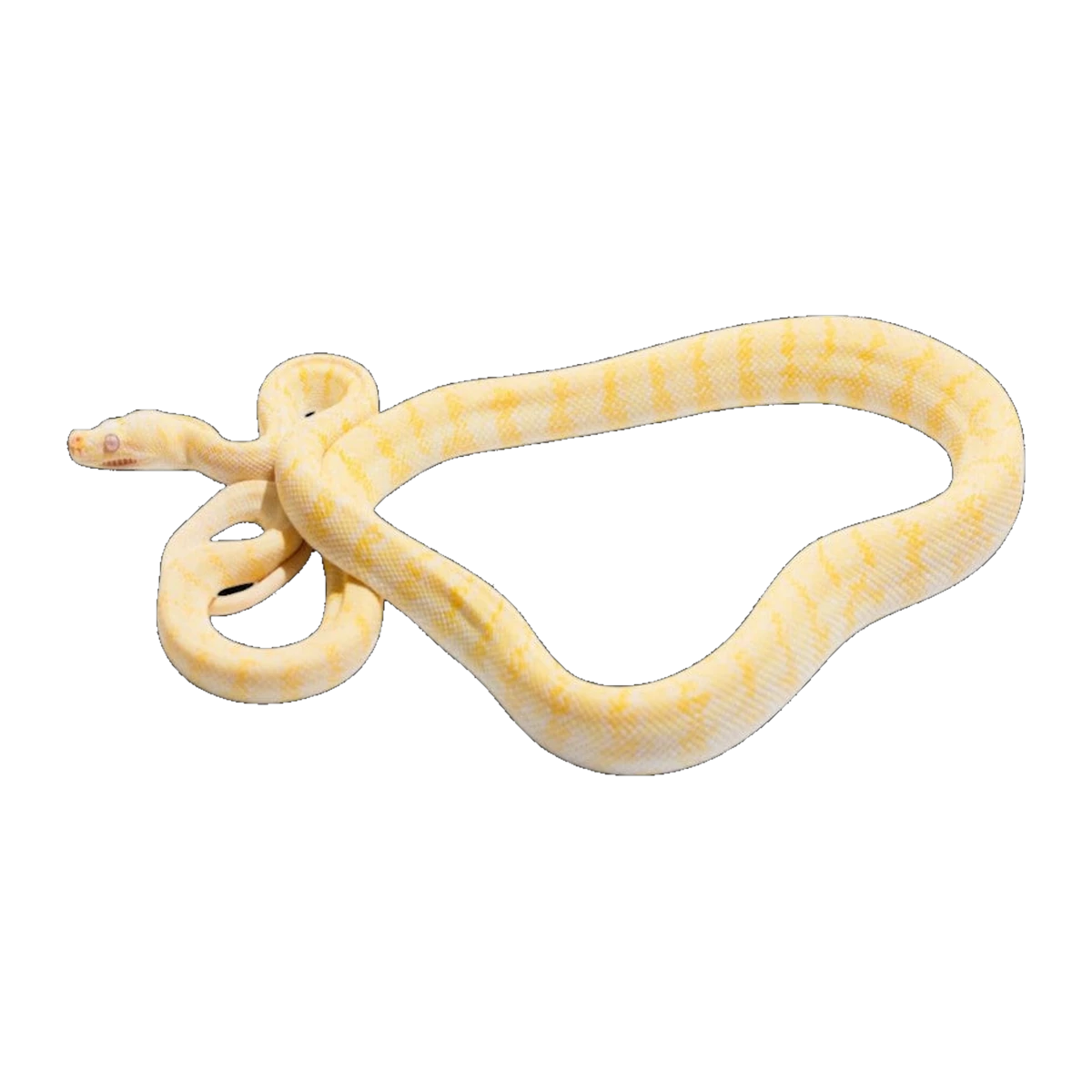 Albino Darwin Carpet Python | Morelia spilota variegata