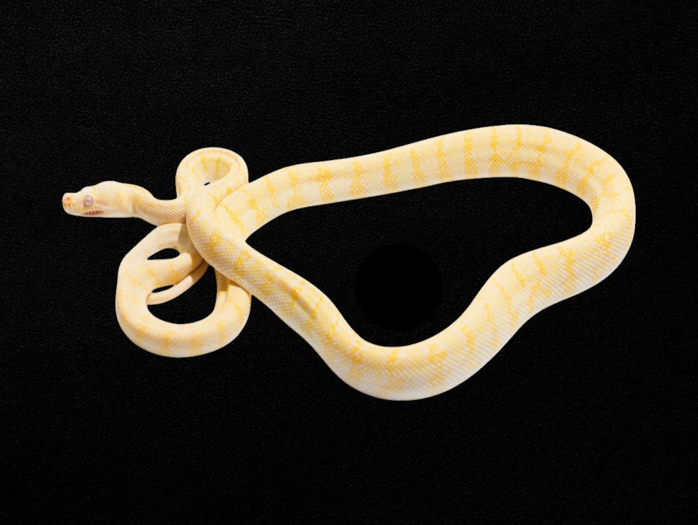 Albino Darwin Carpet Python | Morelia spilota variegata