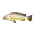 Albino Golden Mbuna (Melanochromis auratus), side profile facing right