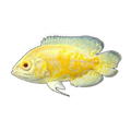 Albino Lemon Oscar (Astronotus ocellatus), side profile facing right