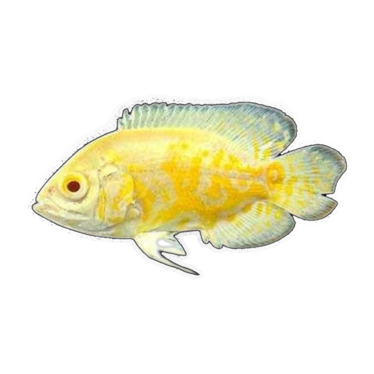 Albino Lemon Oscar (Astronotus ocellatus), side profile facing right