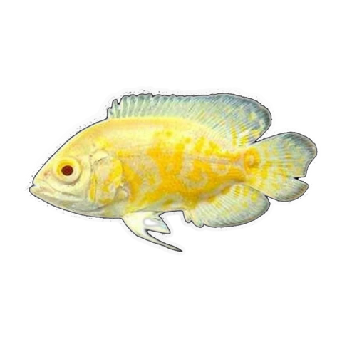 Albino Lemon Oscar (Astronotus ocellatus), side profile facing right