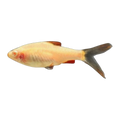 Albino Longfin Cherry Barb