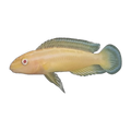 Albino Masked Julie – Julidochromis transcriptus