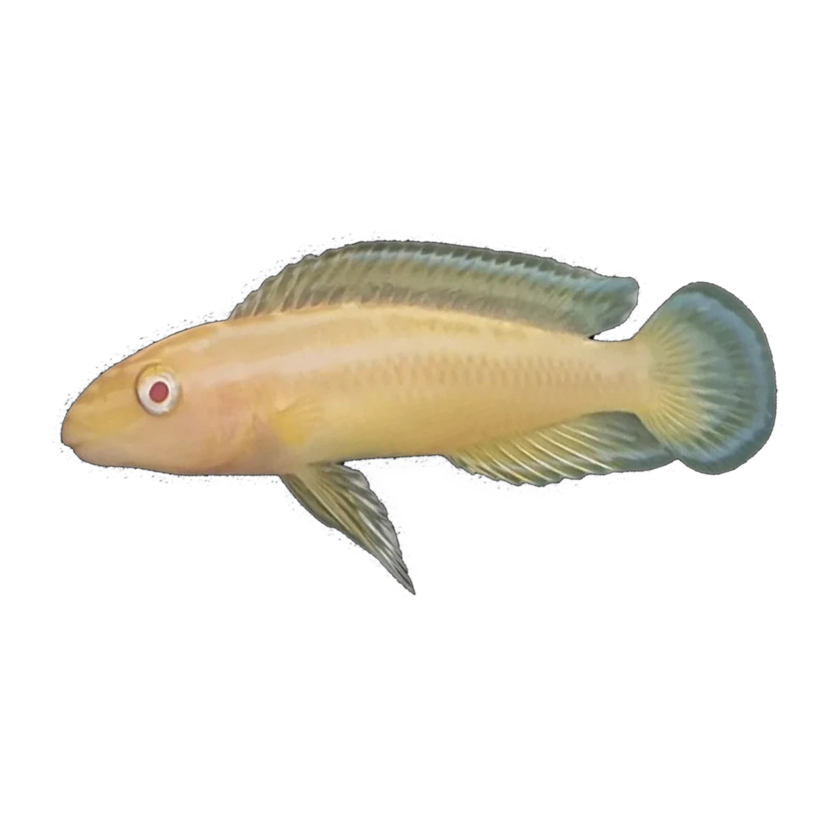 Albino Masked Julie – Julidochromis transcriptus