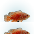 Albino Nemo Oscar (Astronotus ocellatus), side profile facing right