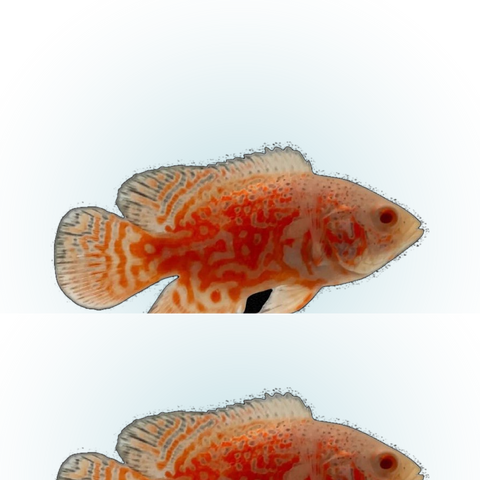 Albino Nemo Oscar (Astronotus ocellatus), side profile facing right