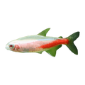 Albino Neon Tetra