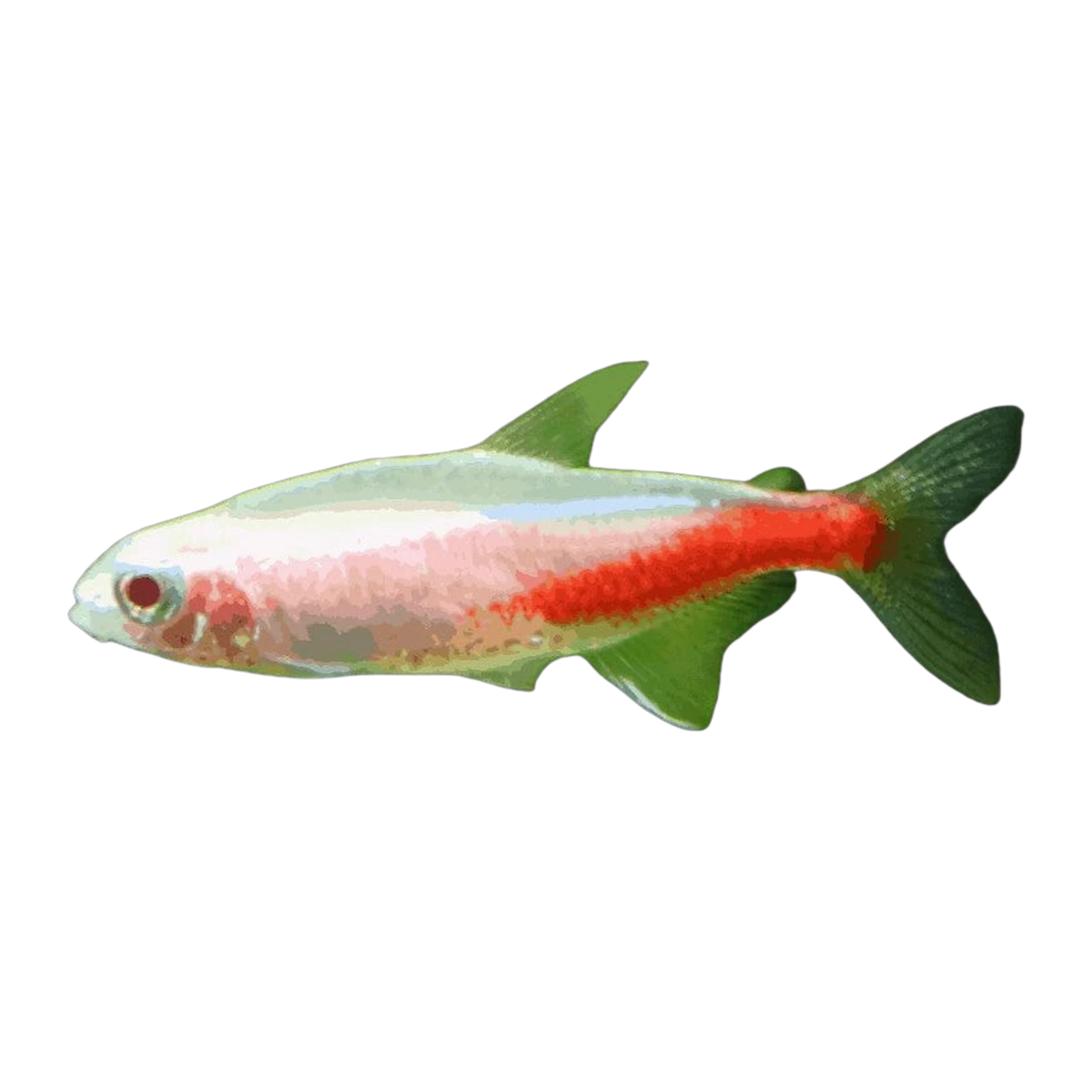 Albino Neon Tetra