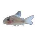 Albino Panda Corydoras | Hoplisoma panda