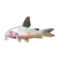 Albino Pepper Corydoras Catfish | Hoplisoma paleatum